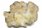 Polished Petrified Wood Limb - Arizona #290591-1